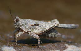 Image of Hooded Grouse Locust