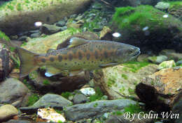 Image of Cherry salmon