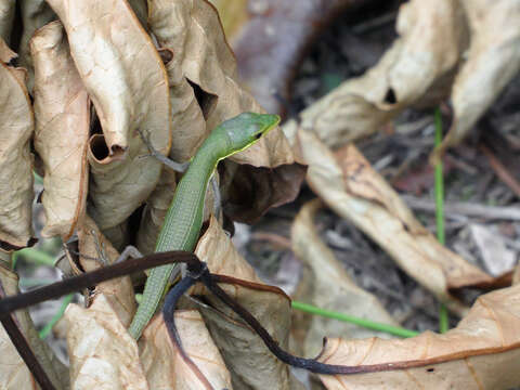 Image of Grass lizards