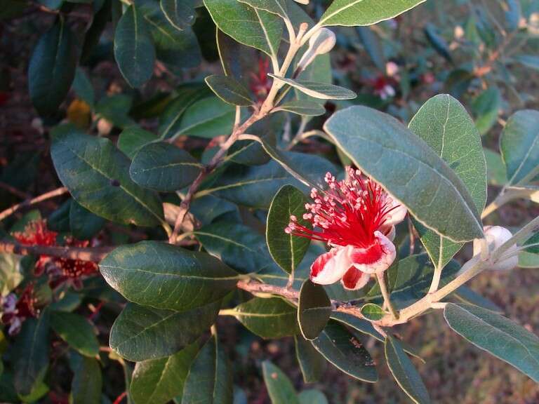 Image of Feijoa