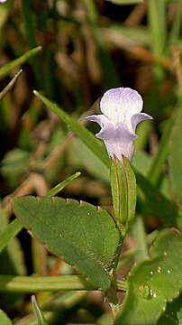 Plancia ëd Torenia thouarsii (Cham. & Schltdl.) Kuntze