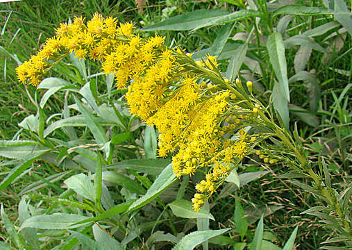 Image of Solidago chilensis Meyen