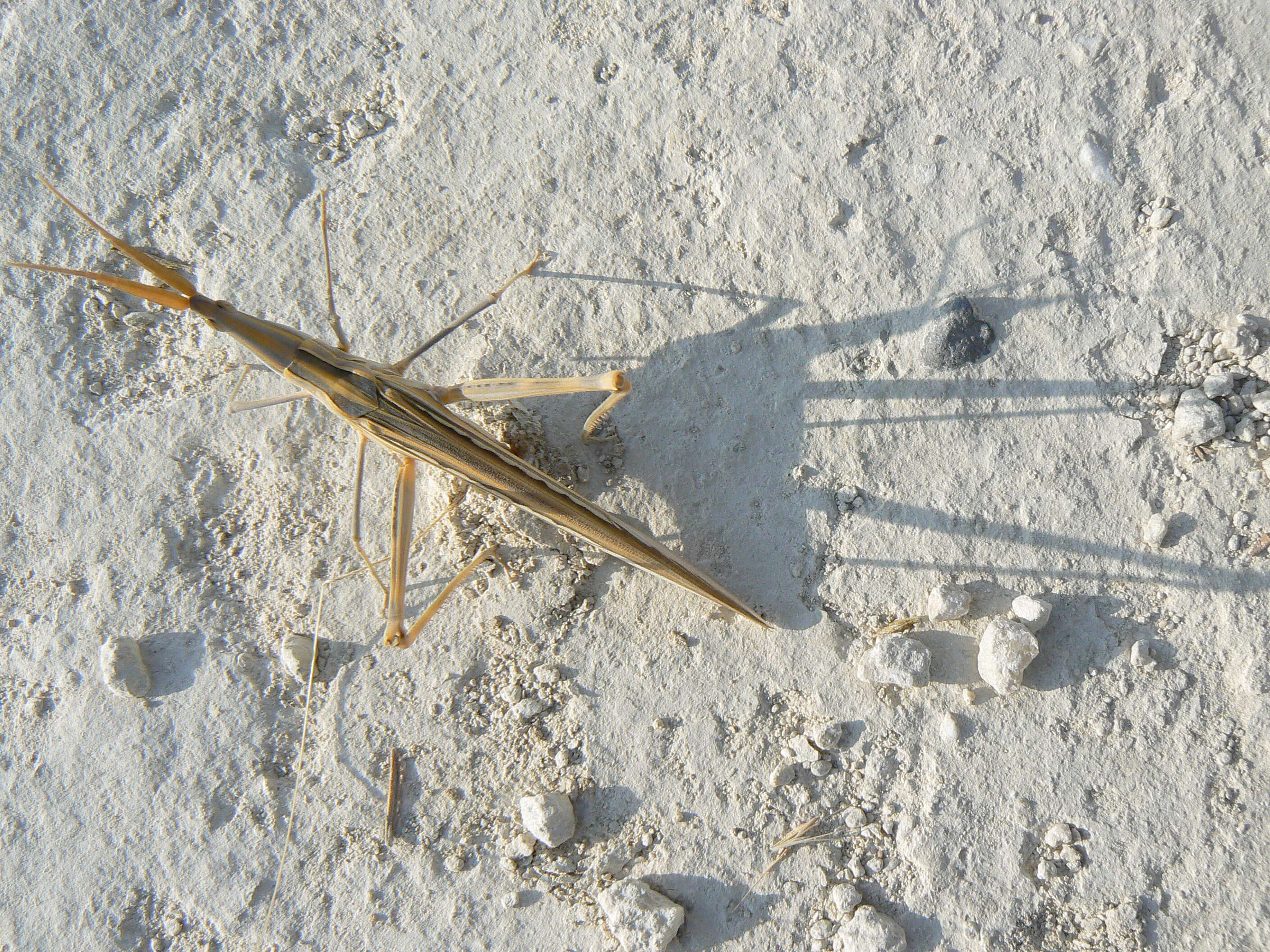 Truxalis nasuta (Linnaeus 1758) resmi