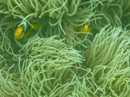 Image of Amphiprion