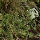Imagem de Berula erecta subsp. erecta