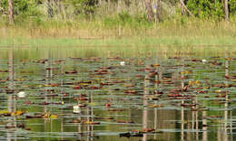 Image of waterlily