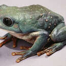 Image of Mexican leaf frog