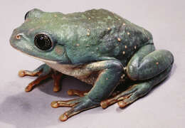 Image of Mexican leaf frog