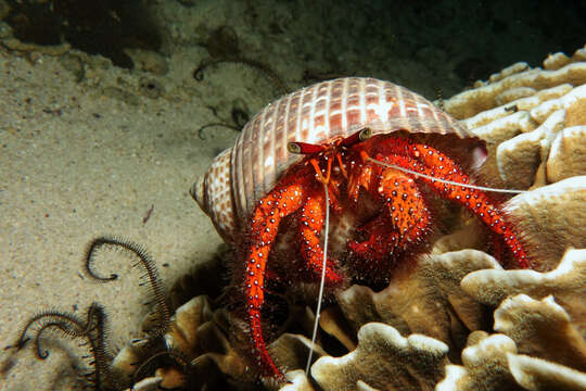 Image of Sand hermit crab