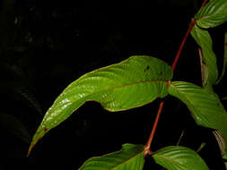 Image of Gonzalagunia brenesii Standl.