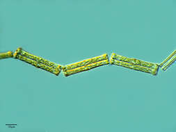 Image of Tabellaria flocculosa