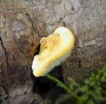 Image of Trametes hirsuta (Wulfen) Lloyd 1924