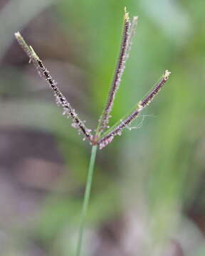 Eustachys petraea (Sw.) Desv. resmi