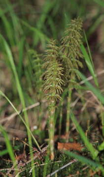 Imagem de Equisetum sylvaticum L.