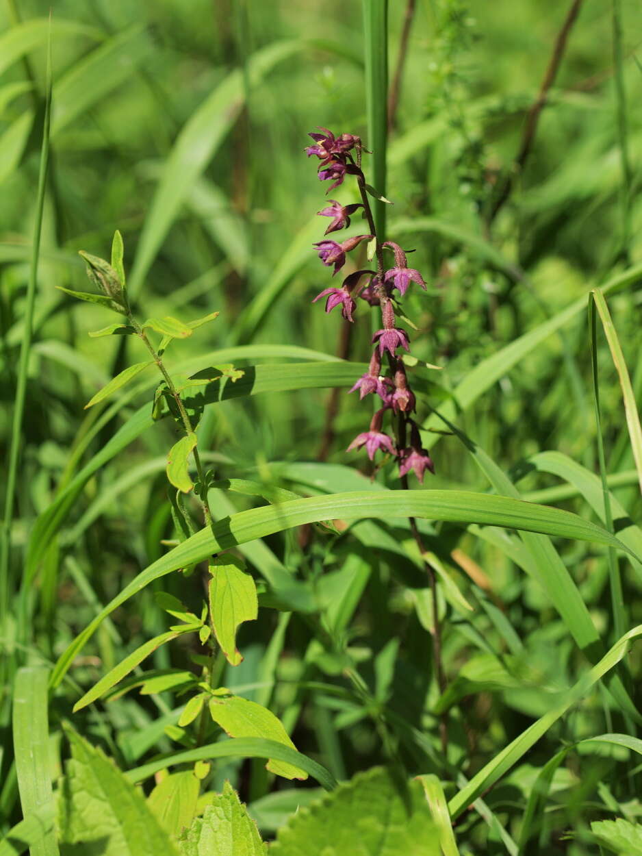 Image of Helleborine