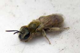 Halictus smaragdulus Vachal 1895的圖片