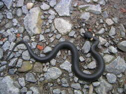 Image of Grass Snake