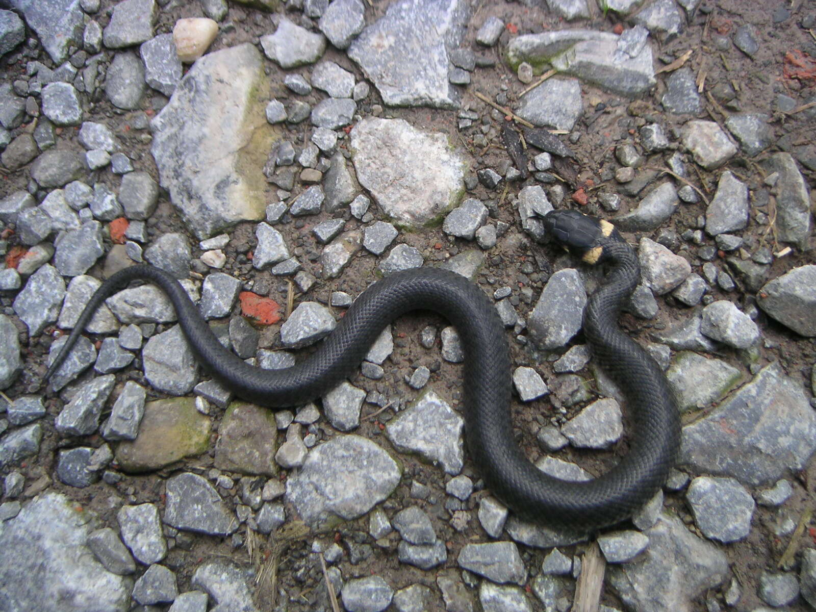 Image of Grass snakes