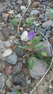 Image of cleftleaf wildheliotrope