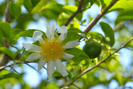 Image of Fried Egg Flower