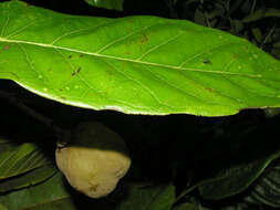 Image of Sloanea garcia-cossioi Pal.-Duque