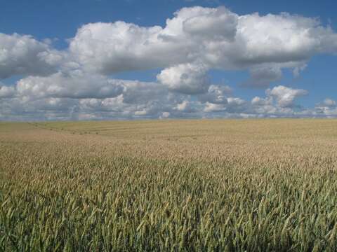 Image of wheat