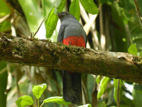 Image of Slaty-tailed Trogon