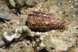 Image of cone snails