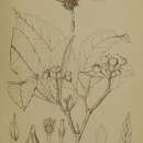 Image of Pittosporum ferrugineum subsp. ferrugineum