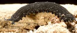Image of velvet worms