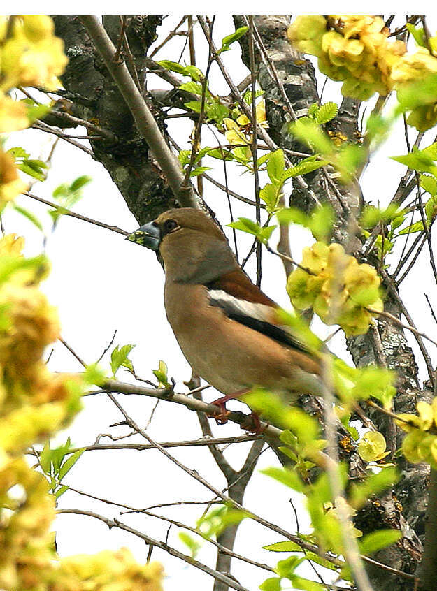 Image of Coccothraustes Brisson 1760