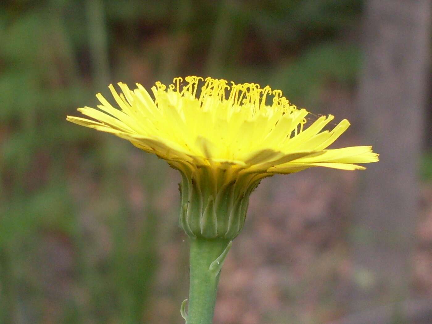 Image of sowthistle