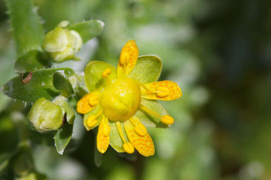 Imagem de Saxifraga aizoides L.