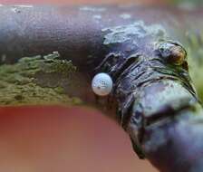 Image of Brown Hairstreak