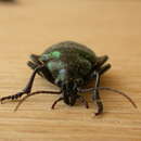 Image of Green Carab Beetle