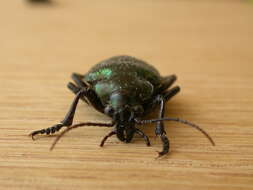 Image of Green Carab Beetle