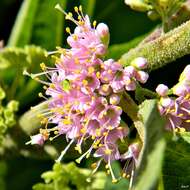 Image of American beautyberry