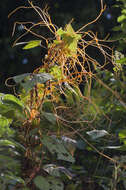 Image of Cuscuta jalapensis Schltdl.