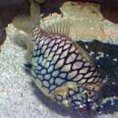 Image of Pineapplefish