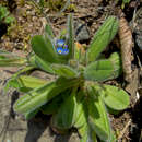 Image of Early Forget-me-not