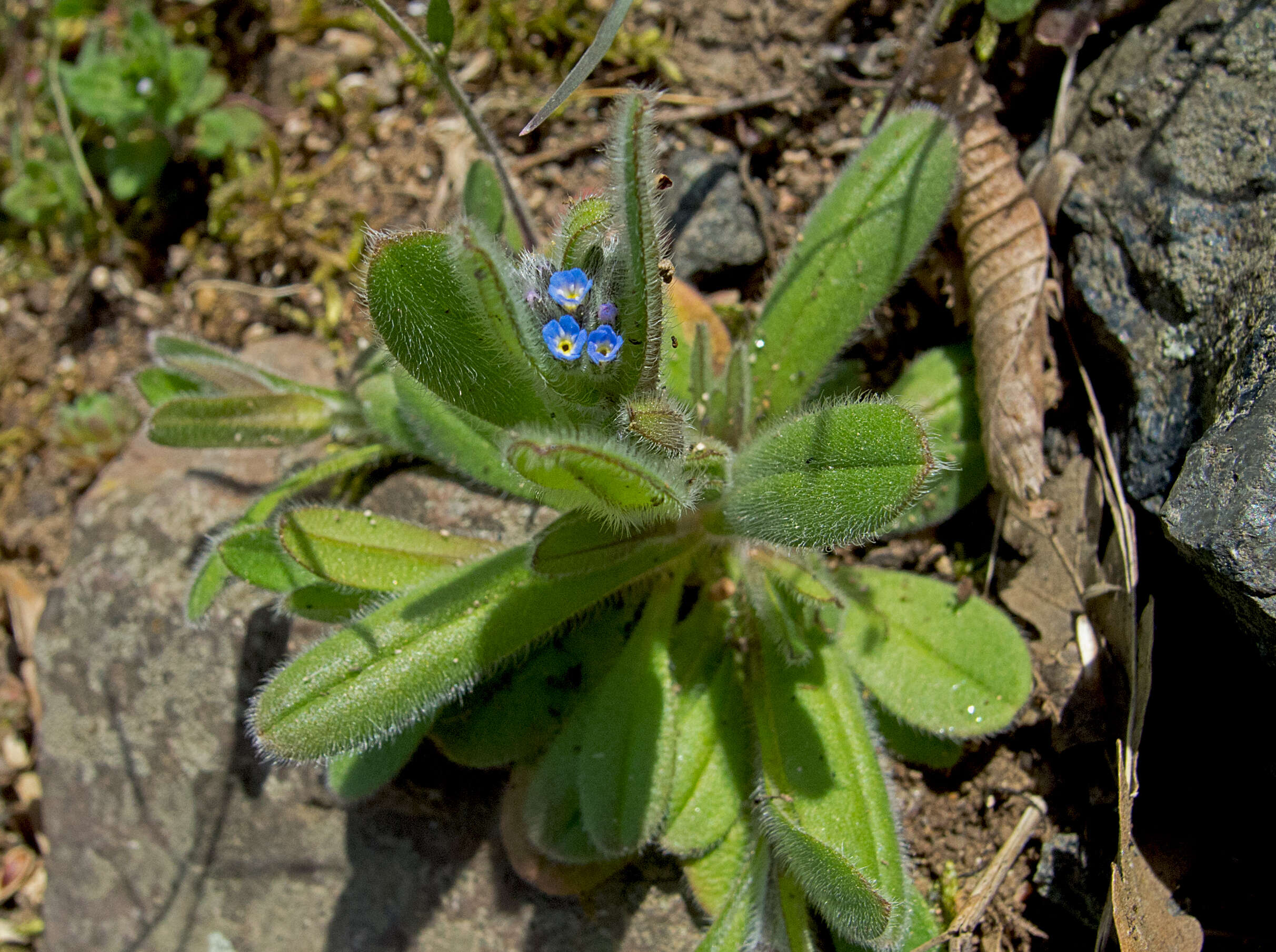 Image of Early Forget-me-not