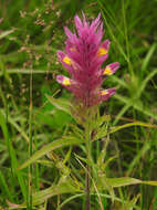 Image of field cow-wheat