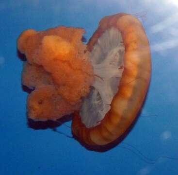 Image of Sea nettle