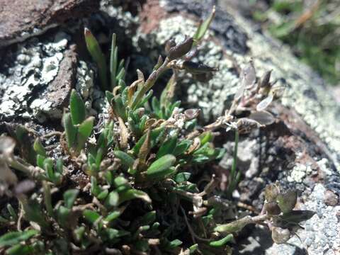 Sivun Draba porsildii G. A. Mulligan kuva