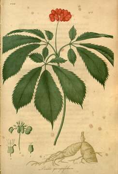 Panax quinquefolius L. resmi