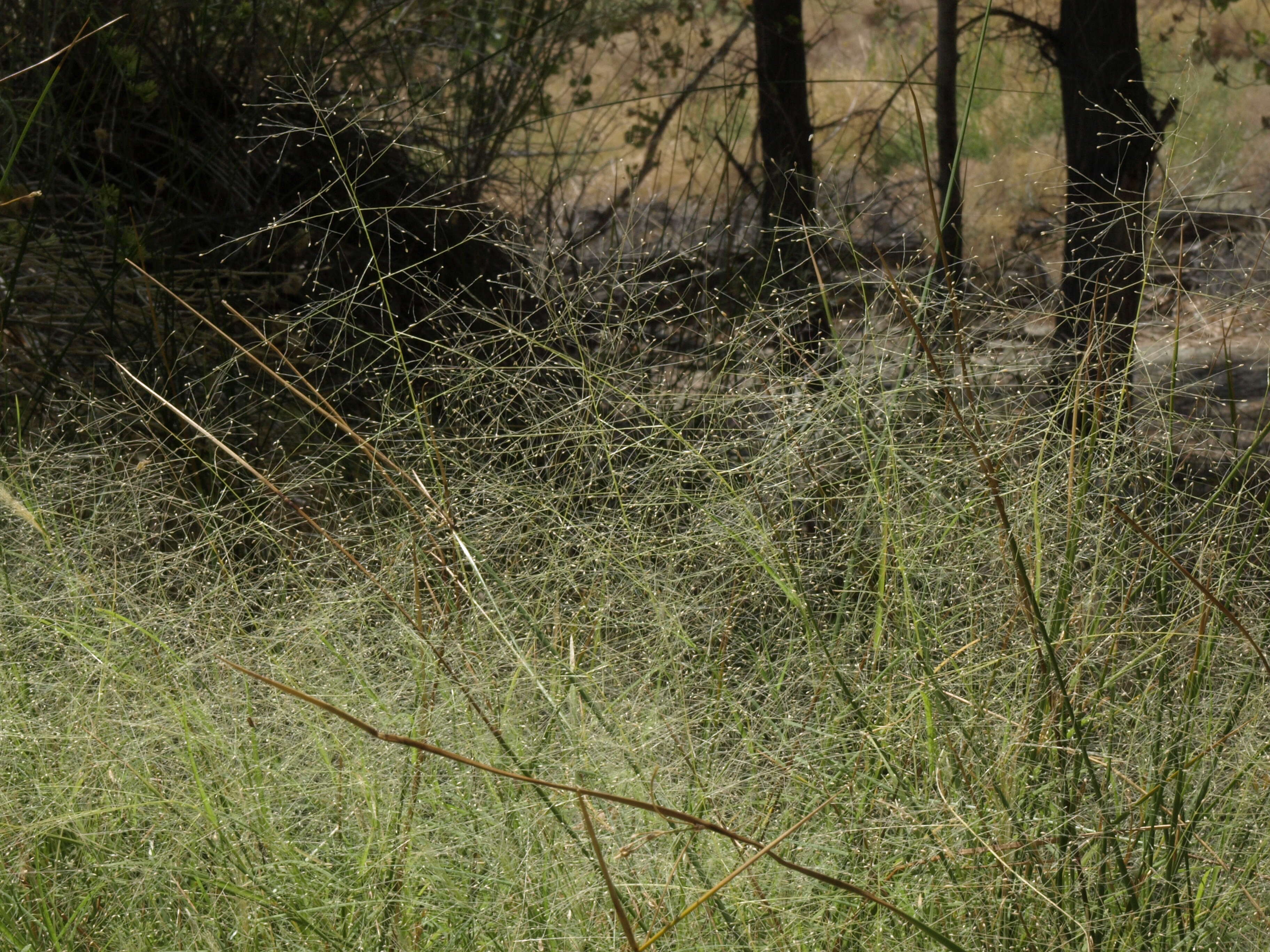 Image of scratchgrass