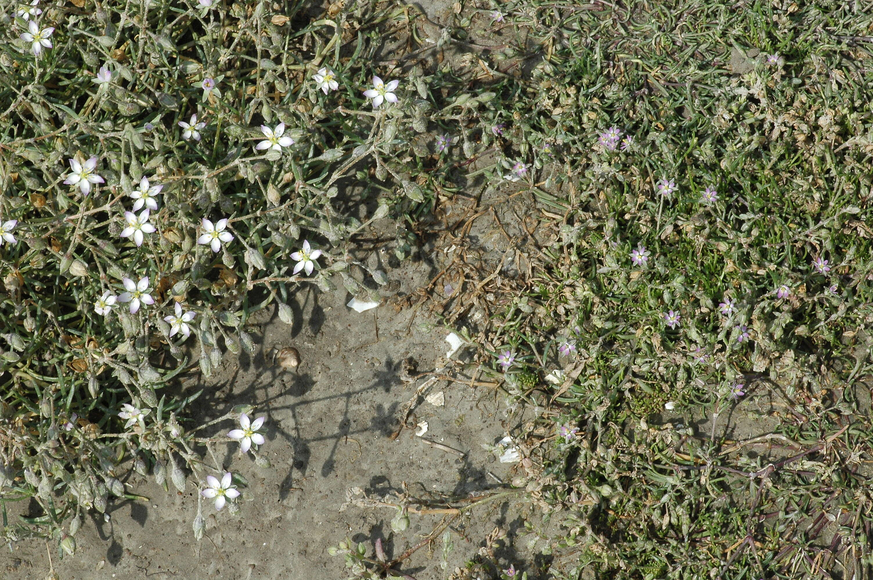 Plancia ëd Spergularia media subsp. angustata (Clavaud) Kerguelen & Lambinon