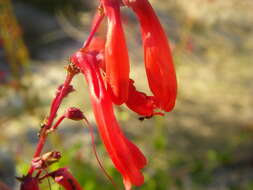 Penstemon eatonii A. Gray resmi