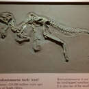 Image of Heterodontosaurus tucki (Crompton & Charig 1962)
