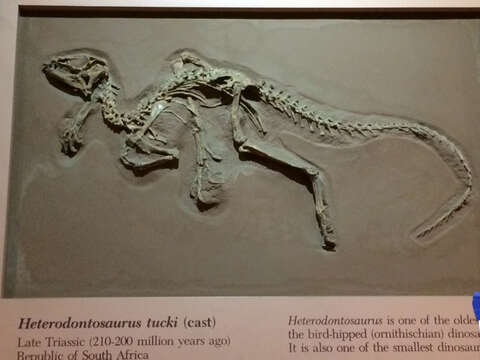 Image of Heterodontosaurus Crompton & Charig 1962